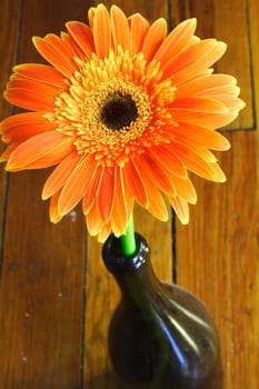 Close-up shot of Orange Flower in a wine bottle