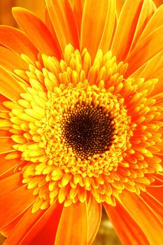 Close-up shot of Orange Flower