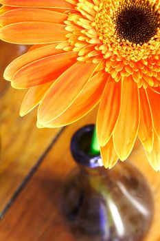 Close-up shot of Orange Flower in a wine bottle