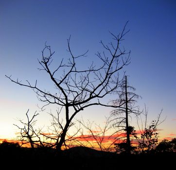 A crooked tree contrasting with a straight tree, showing as silhouettes at twilight
