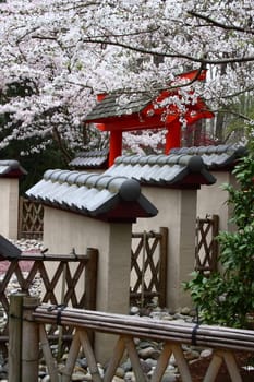 Yoshino Cherry blossoms in a japanese garden with a pagoda.