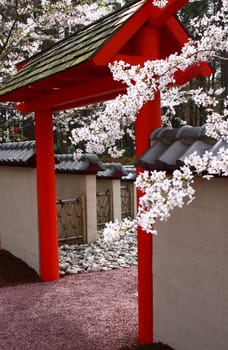 Yoshino Cherry blossoms in a japanese garden with a pagoda.