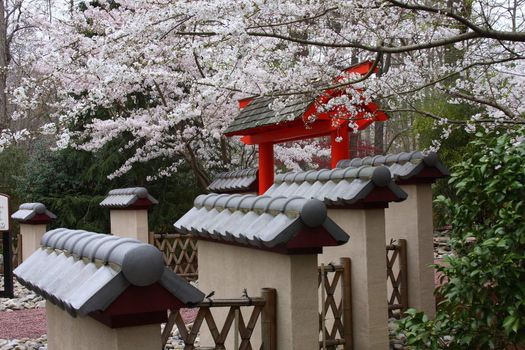 Cherry trees blossoming in a Japanese garden