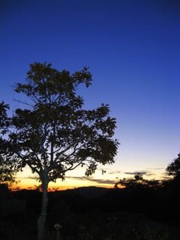 tree silhouetted at sunset, against the horizon