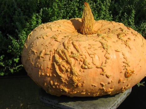 Weird Pumpkin, showing unusual patterns