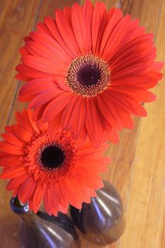 Two red flowers in wine bottles