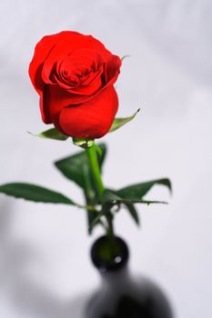 Rose in a wine bottle on white background