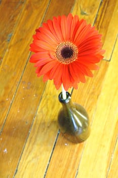 Close-up shot of Red Flower in a wine bottle