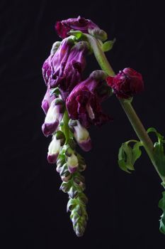 wilting purple flower on black background