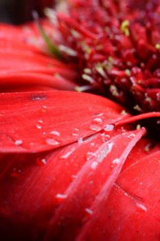 macro shot of raindrops on red flower