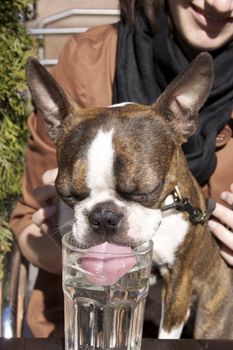 Boston terrier dog at cafe drinks water from a glass