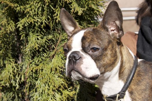 Boston terrier dog