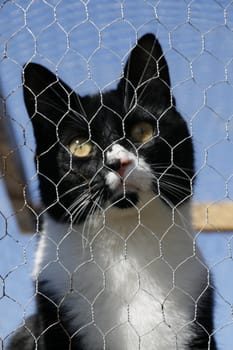 Cat in a cage, kennel. 