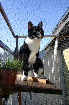 An indoor cat is enjoying the summer in his cage. 