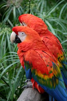 The Scarlet Macaw is a large colourful parrot.