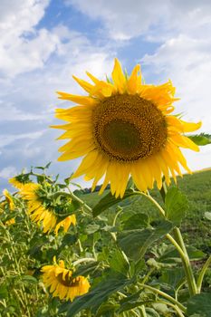 sunflower in the fild, blue clouds sky