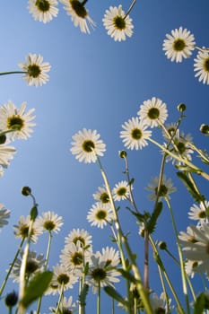 Golden daisies close-up against clear blue sky.