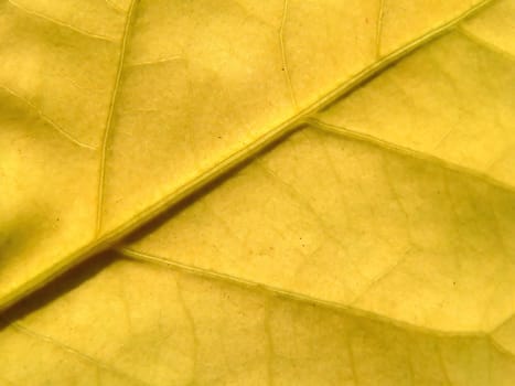 Series of the textures (yellow leaf)