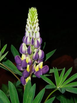 The Violet flower at night