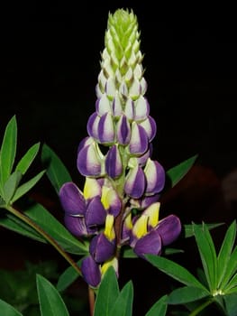 The Violet flower at night