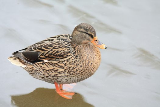 A brown female duck on ice