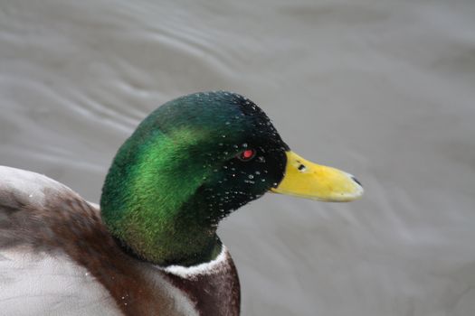 Close up of a male duck