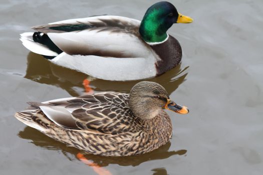 A duck couple in water