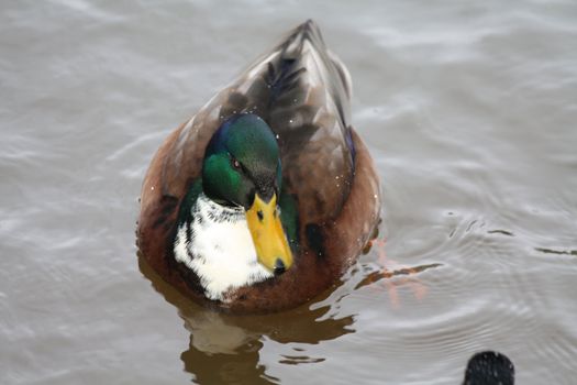 A male duck in the water