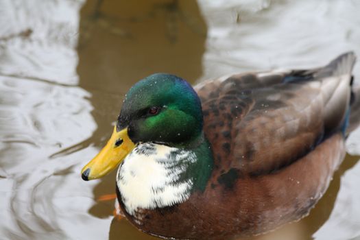 A close up of a male duck