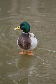 A male duck on ice with his own vague reflection