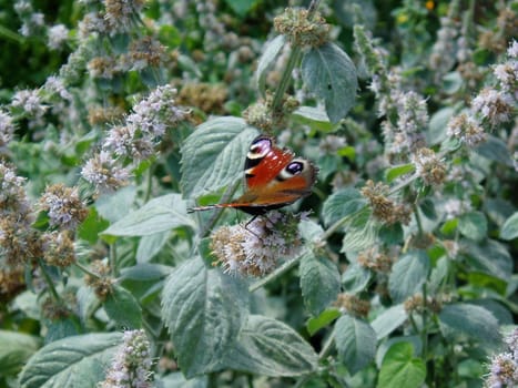 The butterfly on flower, nature