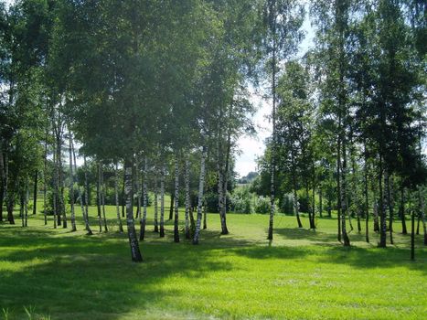 The landscape, a birch grove, russia