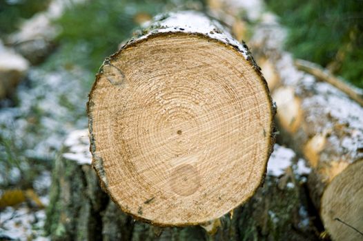 Chopped trees laying on the ground in forest, taken in Finland