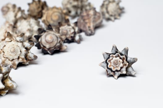 sea shells composition
