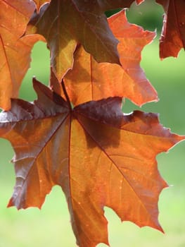 Close up of red maple tree leaves in early summer. Sun is shining throug leaves and background of grass is blurred.