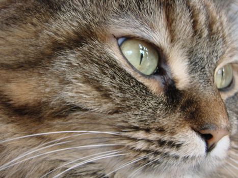 Close up of cat domestic pet