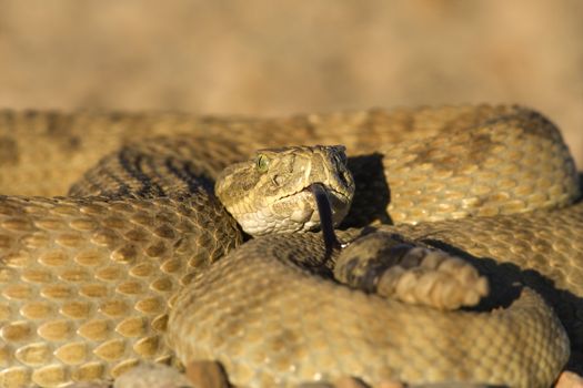 Rattlesnake close up (focus on the head)