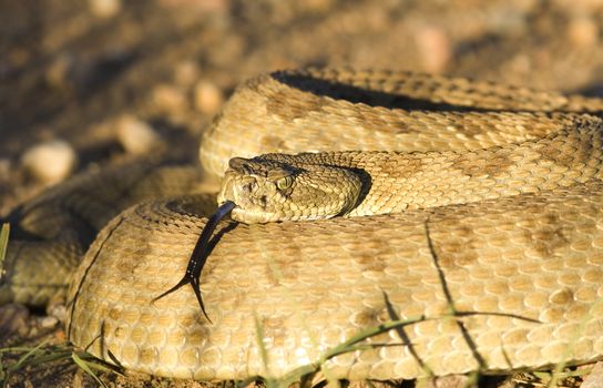 Diamondback Rattlesnake with a menacing look