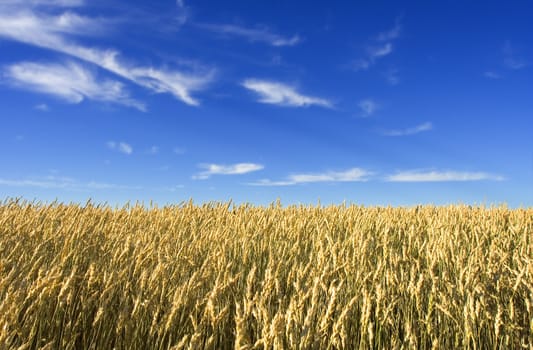 summer wheat field with blue sky