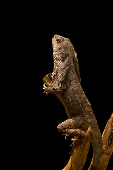 Lizard on a tree. Black background. Chlamydosaurus kingii.