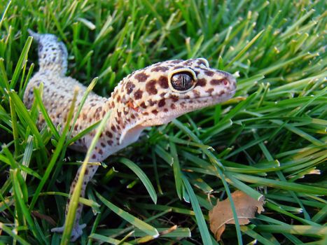 an adult female leopard gecko in the grass