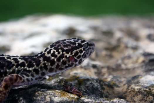 an adult male leopard gecko on a rock
