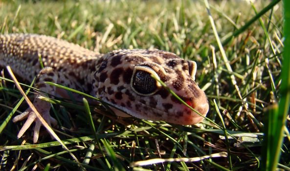 a healthy adult female leopard gecko in the grass