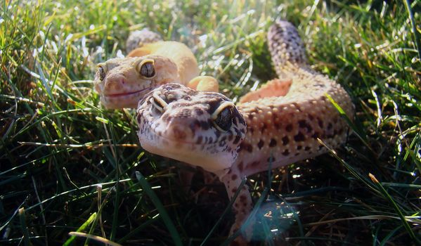 an adult female leopard gecko and a male tangerine leopard gecko in the grass