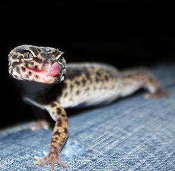 an adult male leopard gecko 