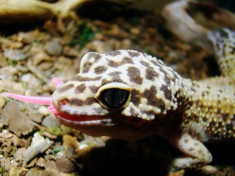 an adult female leopard gecko eating a baby pinky feeder mouse