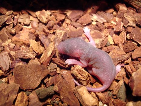 a  baby pinky feeder mouse fora gecko to eat