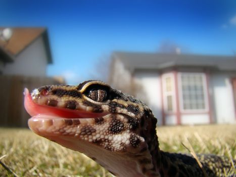 an adult male leopard gecko in the grass