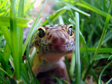 an adult female tangerine leopard gecko in the grass