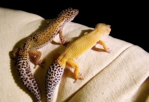 an adult female leopard gecko and a male tangerine leopard gecko